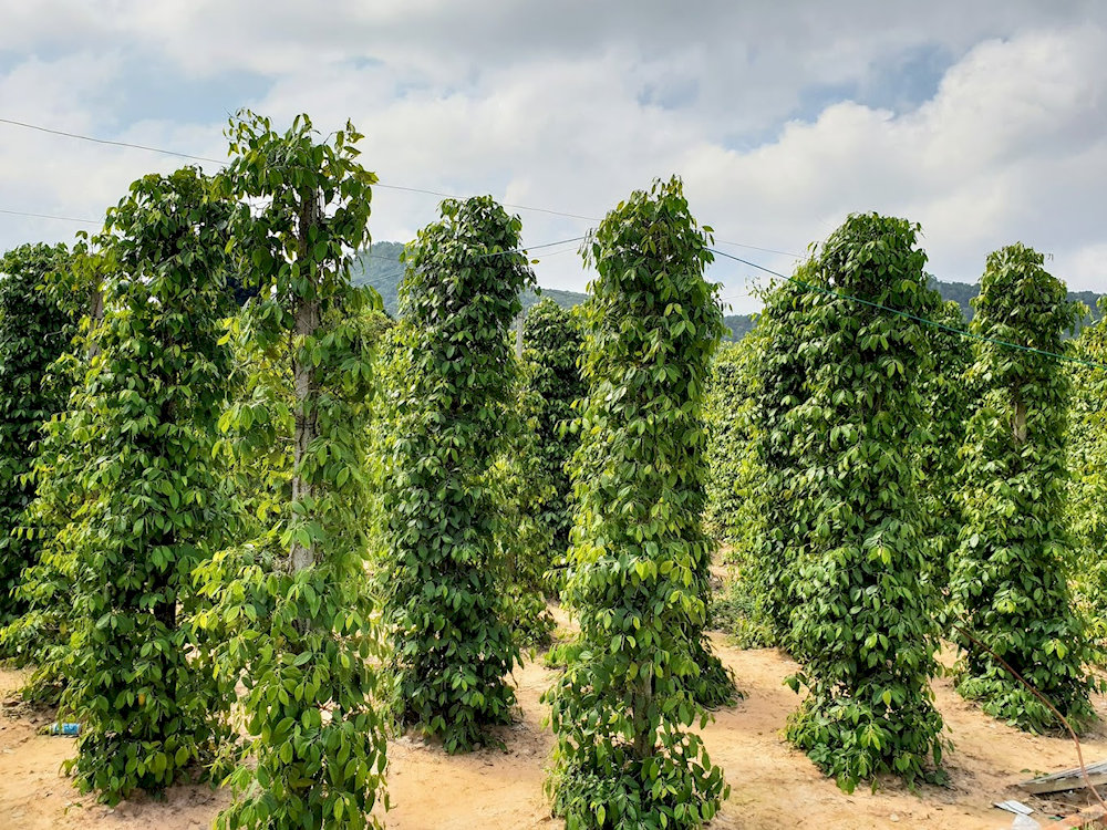 Each pepper tree at Hong Anh Farm grows tall and vibrant, thanks to meticulous cultivation